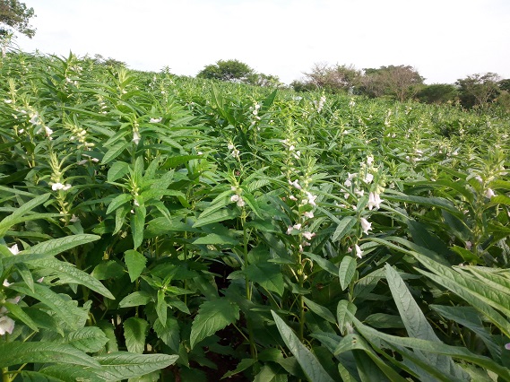 Ajonjolí, símbolo de reconciliación y progreso en Montes de María