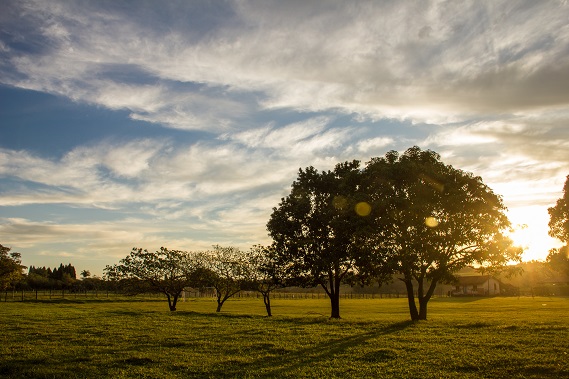 Llanos