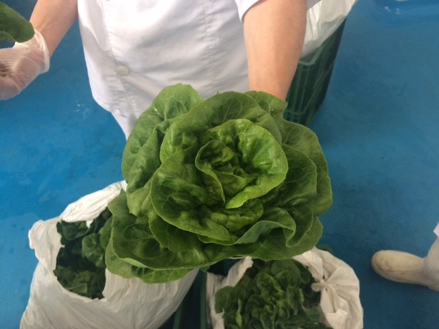 Lechuga cogollo tudela. 