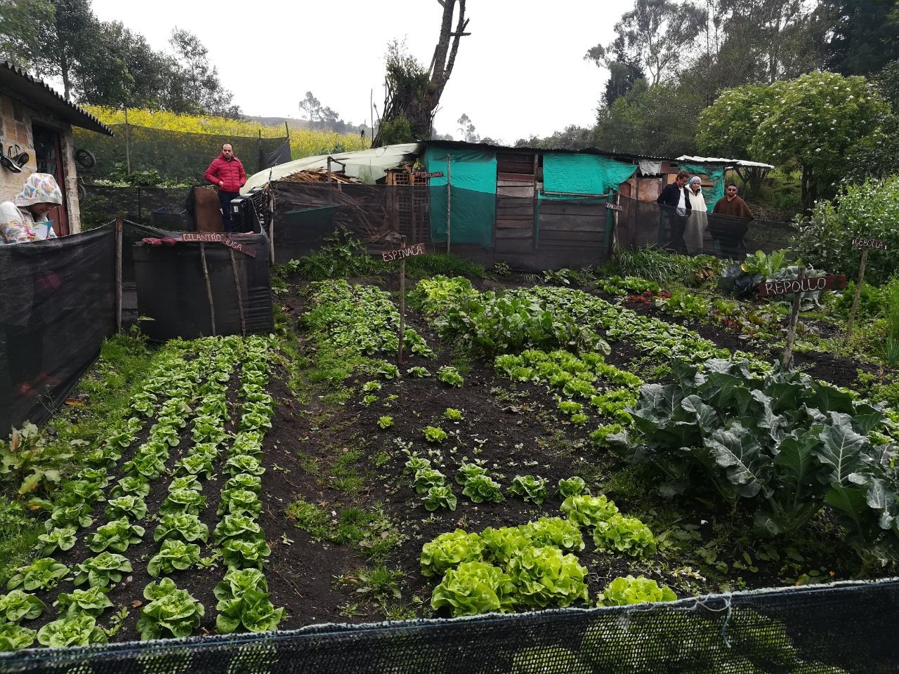 Lechuga sembrada es Usme.
