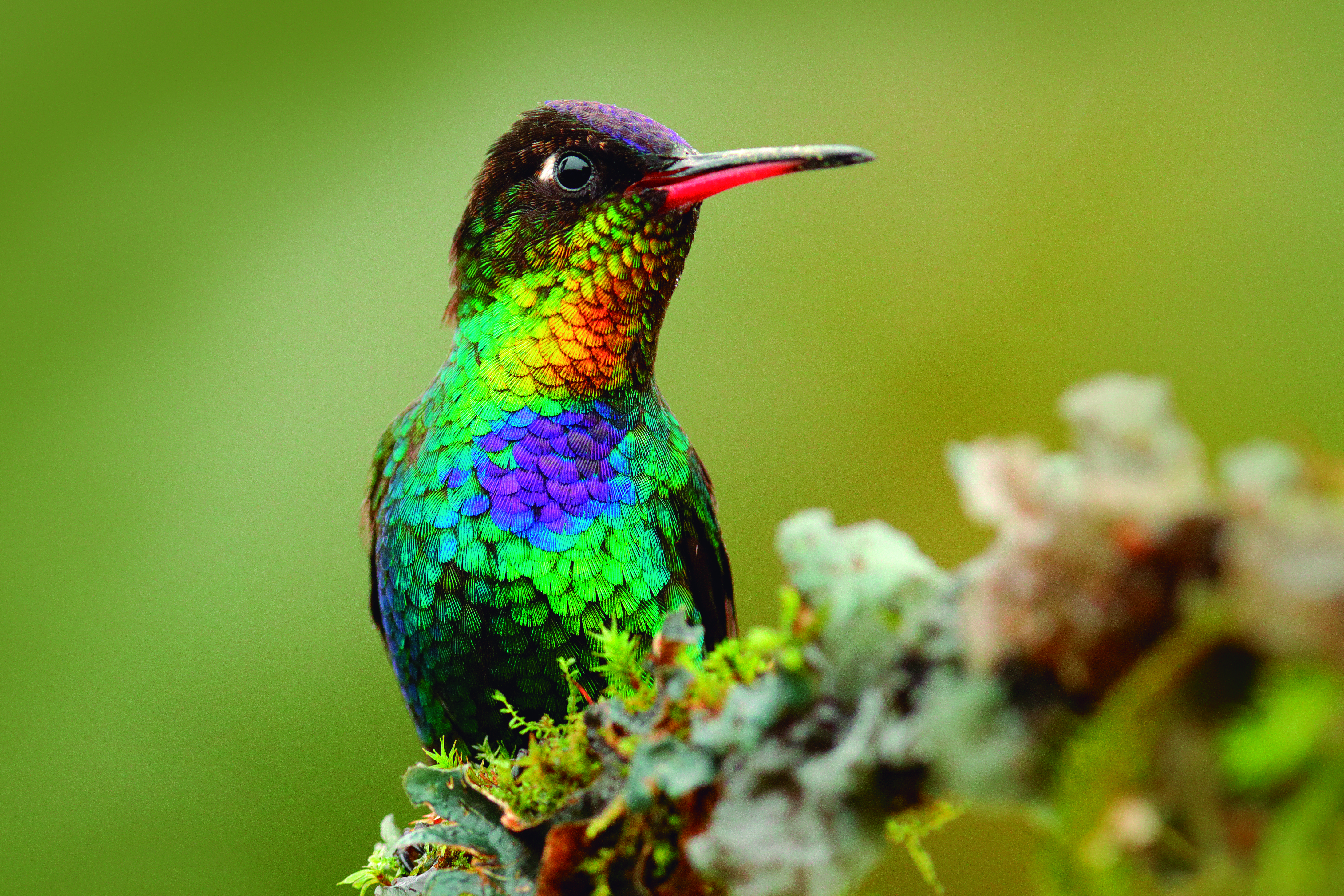 Empresas contribuyen al conocimiento de la biodiversidad en Colombia